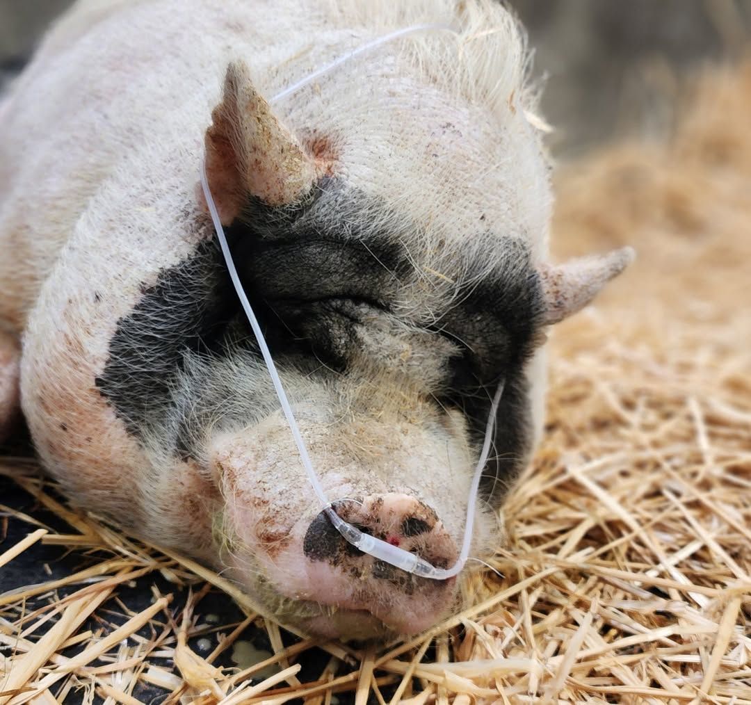 What causes anemia in potbelly pigs with bone marrow issues?