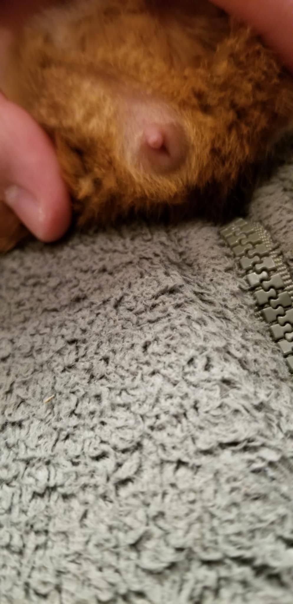 How to determine the sex of a 3-week-old baby guinea pig