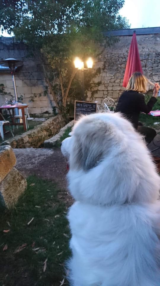 Rescue Montagnes Des Pyrénées Domov Facebook