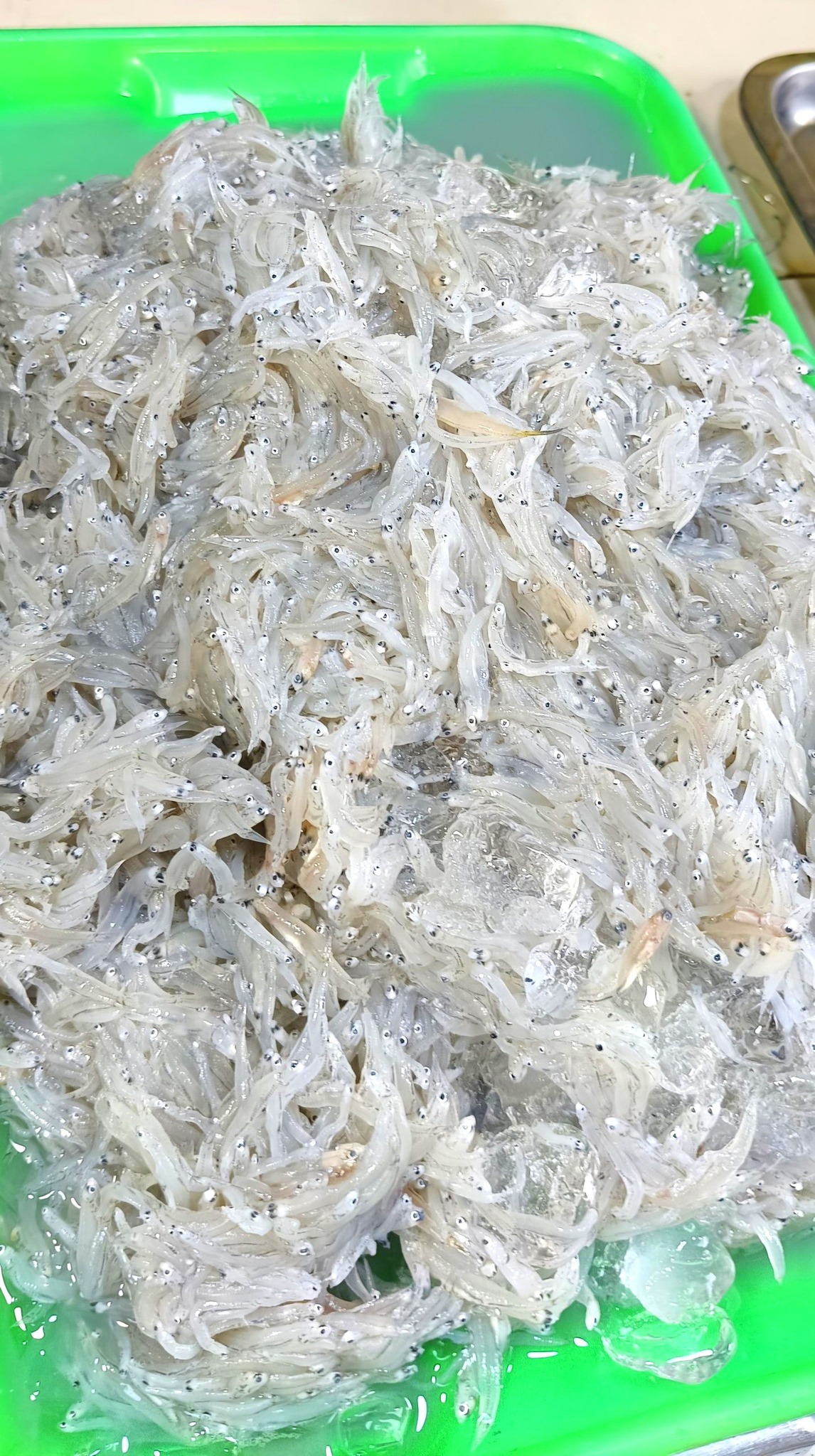 Ricky - Isdang dulong. In english silverfish. Dulong (scientific name ...