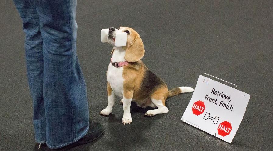 Obedience and Rally Dog Spectacular - Western Classic