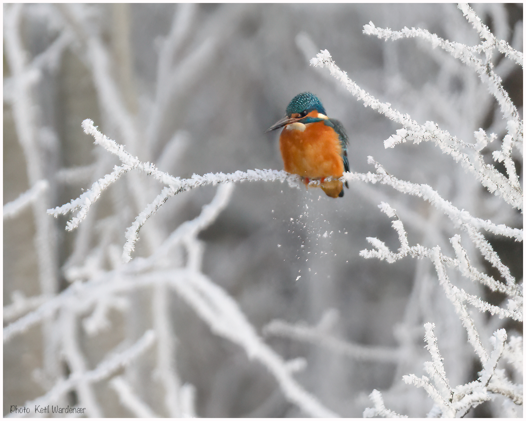 Kingfisher in Norway. Nikon Z9 Z800mm f/6,3