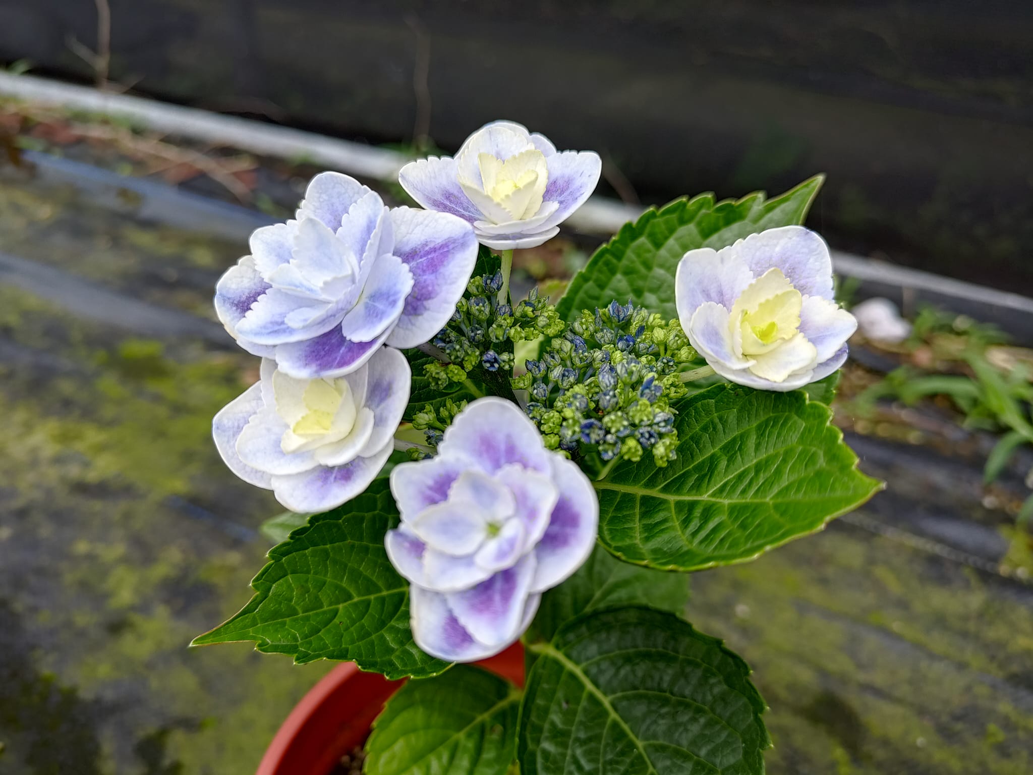 繡球 閃耀之星Hydrangea macrophylla 'Kirakiraboshi' 也稱作