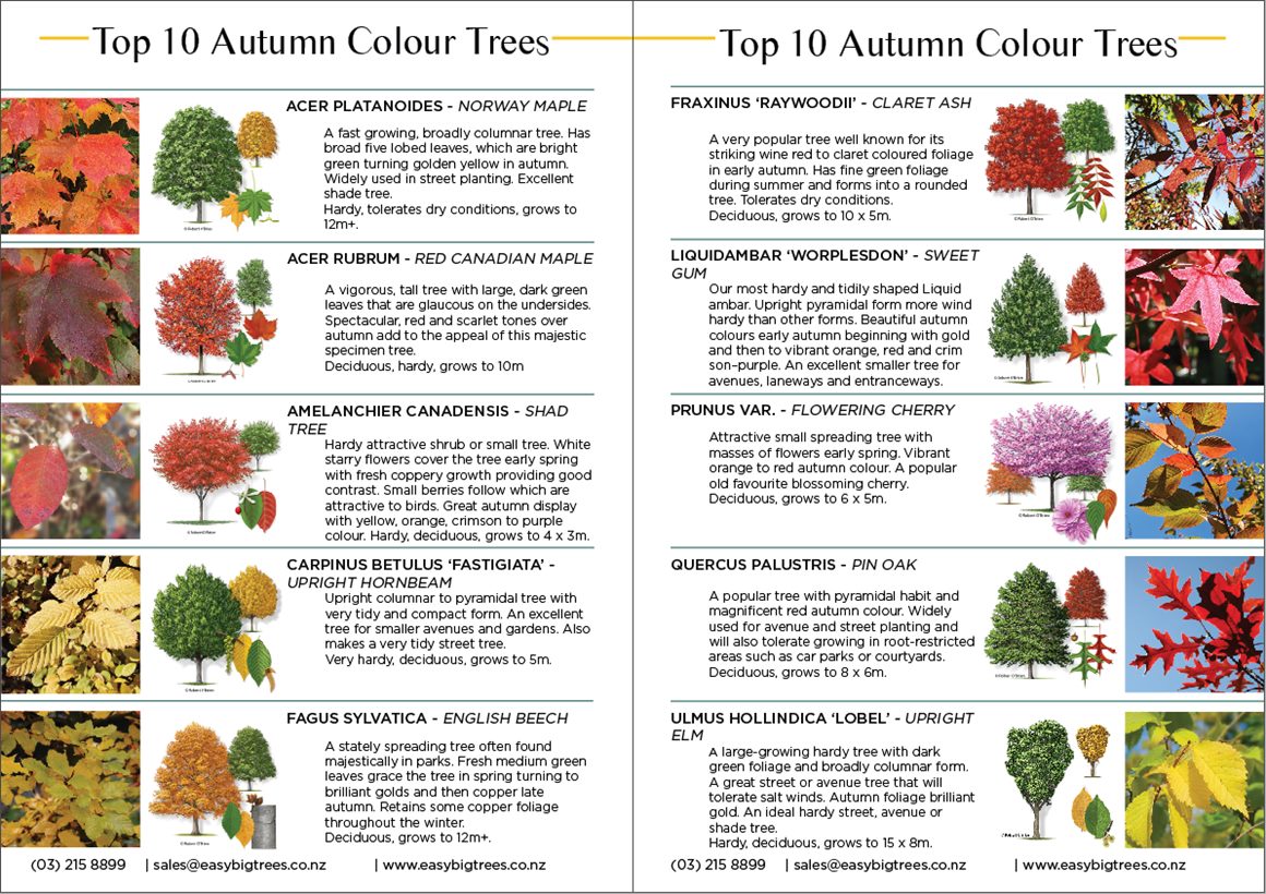 Easy Big Trees - Top 10 Autumn Colour Trees PDF for Free... | Facebook