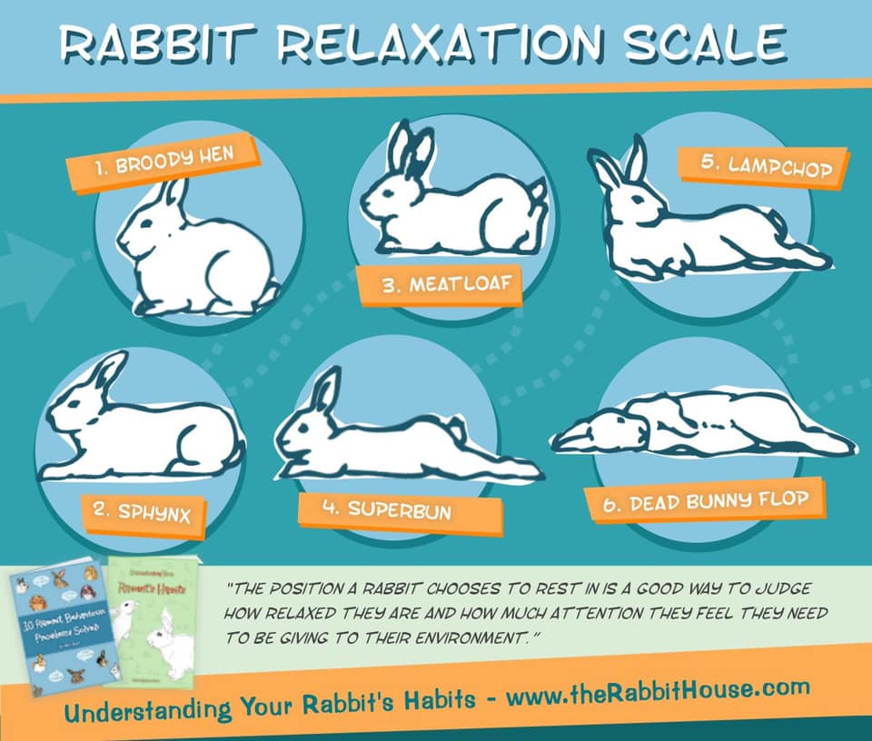 軟爛 - Adele the Rabbit | Facebook