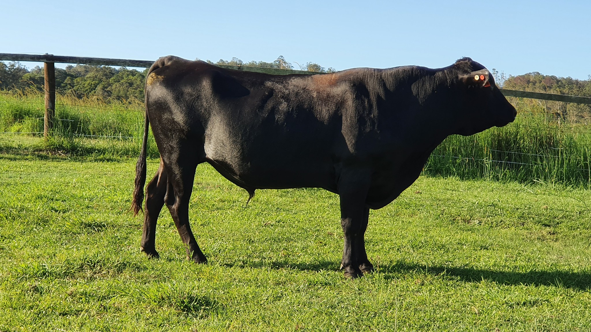 Wagyu Breeders Group | Wagyu Embryos and Semen Sellout | Facebook