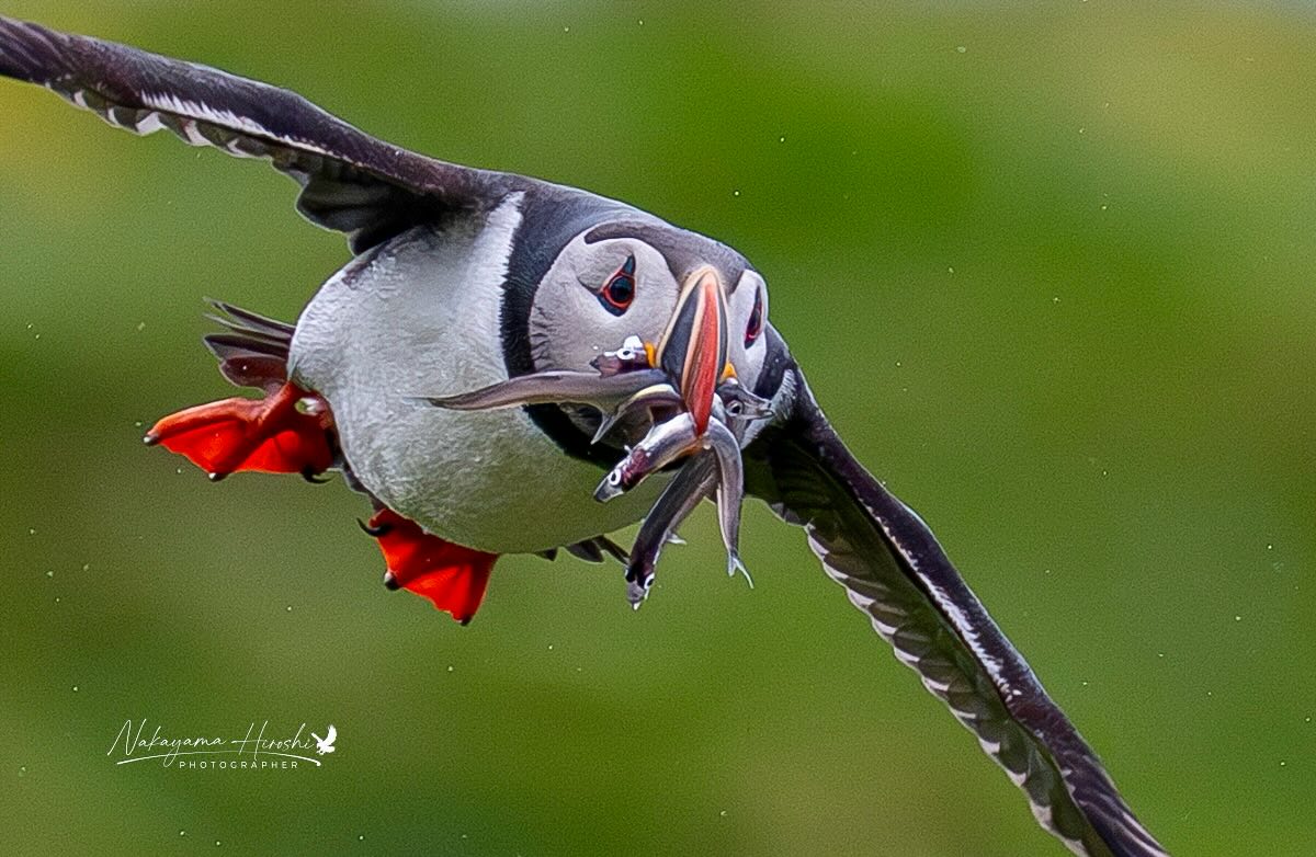 Hiroshi - 🦅 🐧A Puffin bringing home sand eels 砂ウナギを持ち帰るパフィン location ...