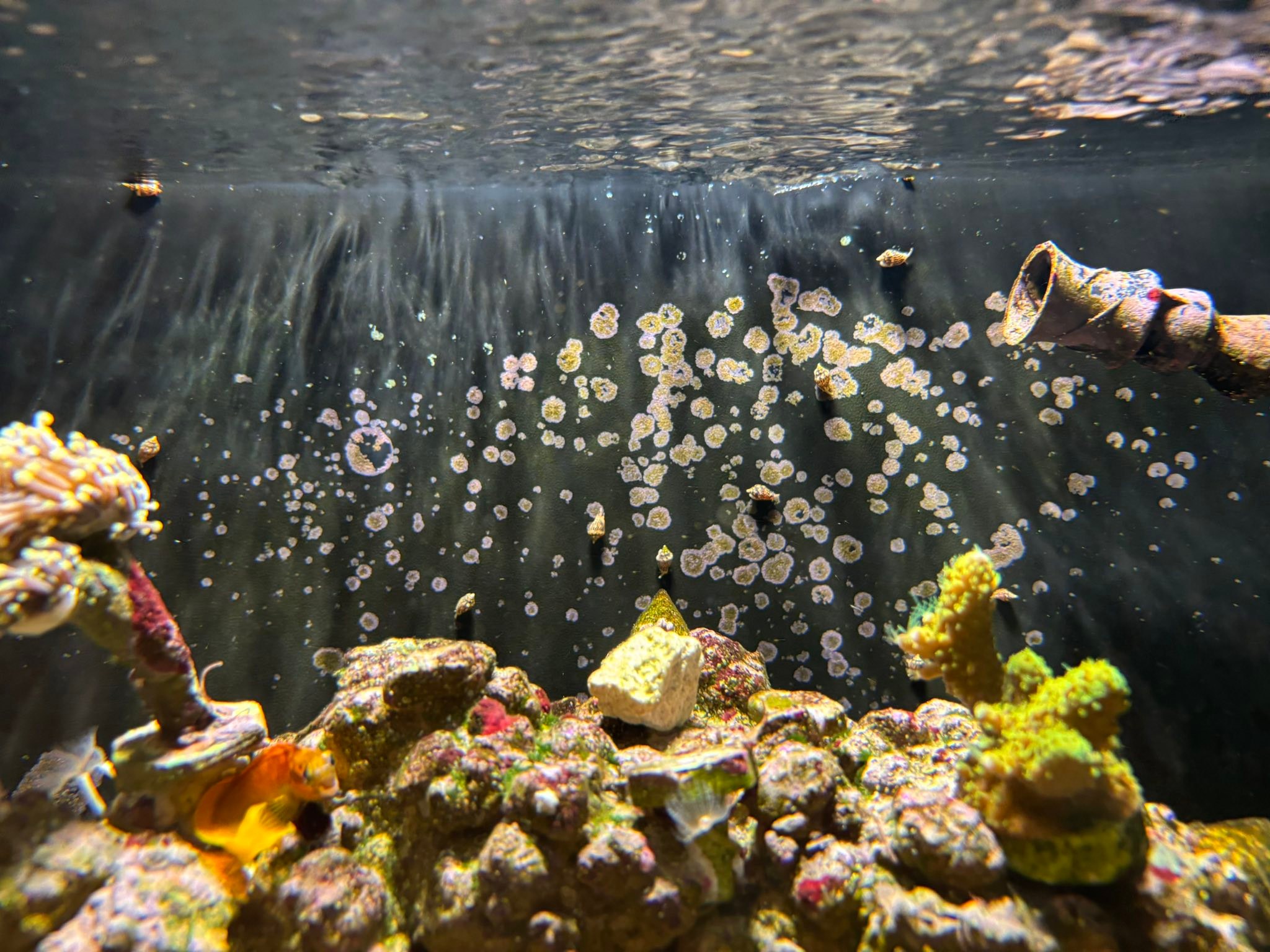 What are these snails in my reef tank?