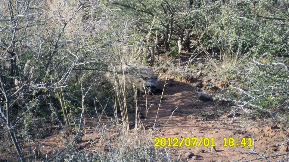 Orania Bewarea