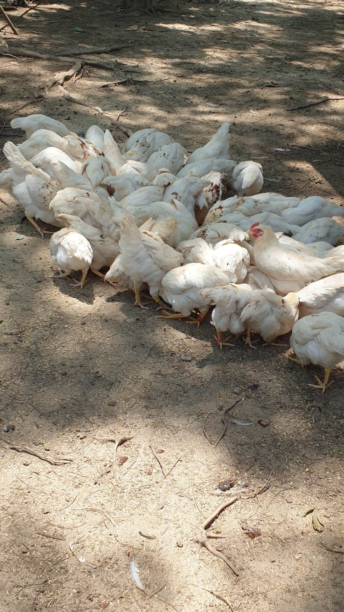 SoNo Free Range Chicken Farm - South & North Cotabato