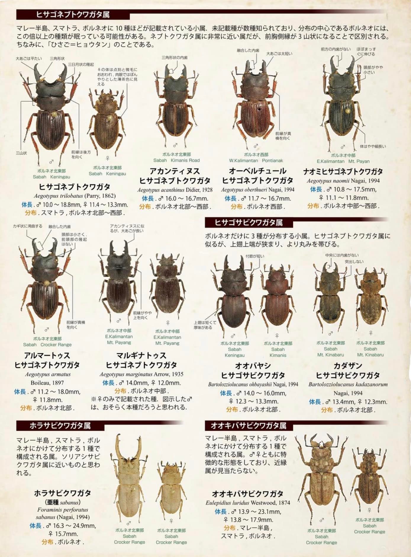 How many Borneo stag species do you have?