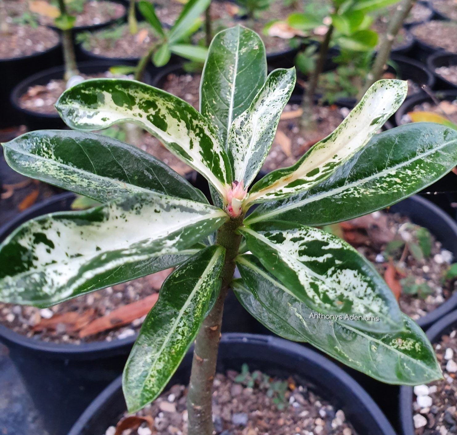 Variegation and variations of 😉 YES... - Anthony's Adeniums