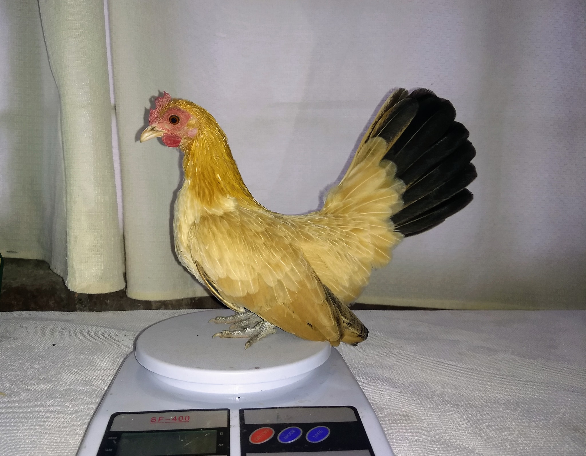 Gallo miniatura Azteca Son una... - Aves Miniatura Tlaxcala | Facebook