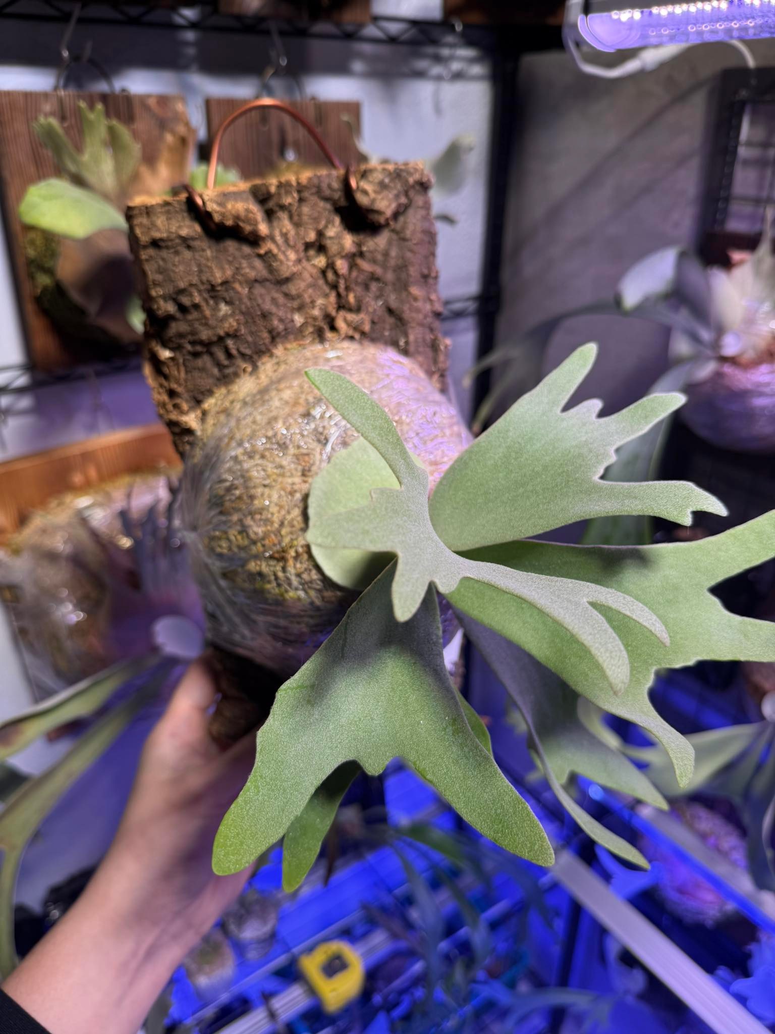 蕨類買賣交流 | 晴花鹿苑 no name sporeling | Facebook