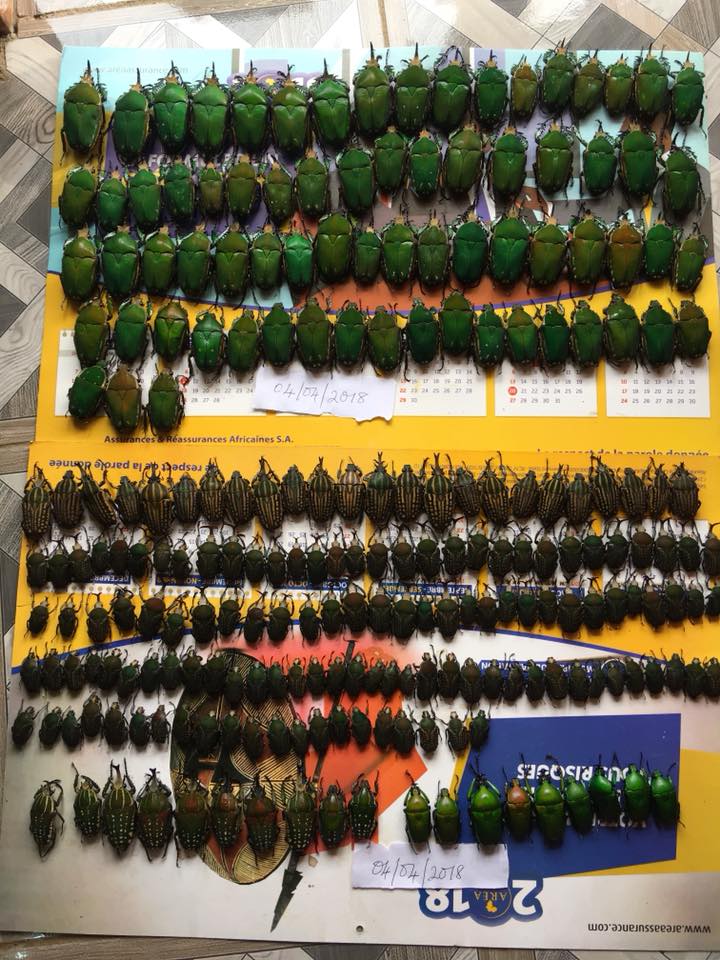 Jude Buh's Insect Collection