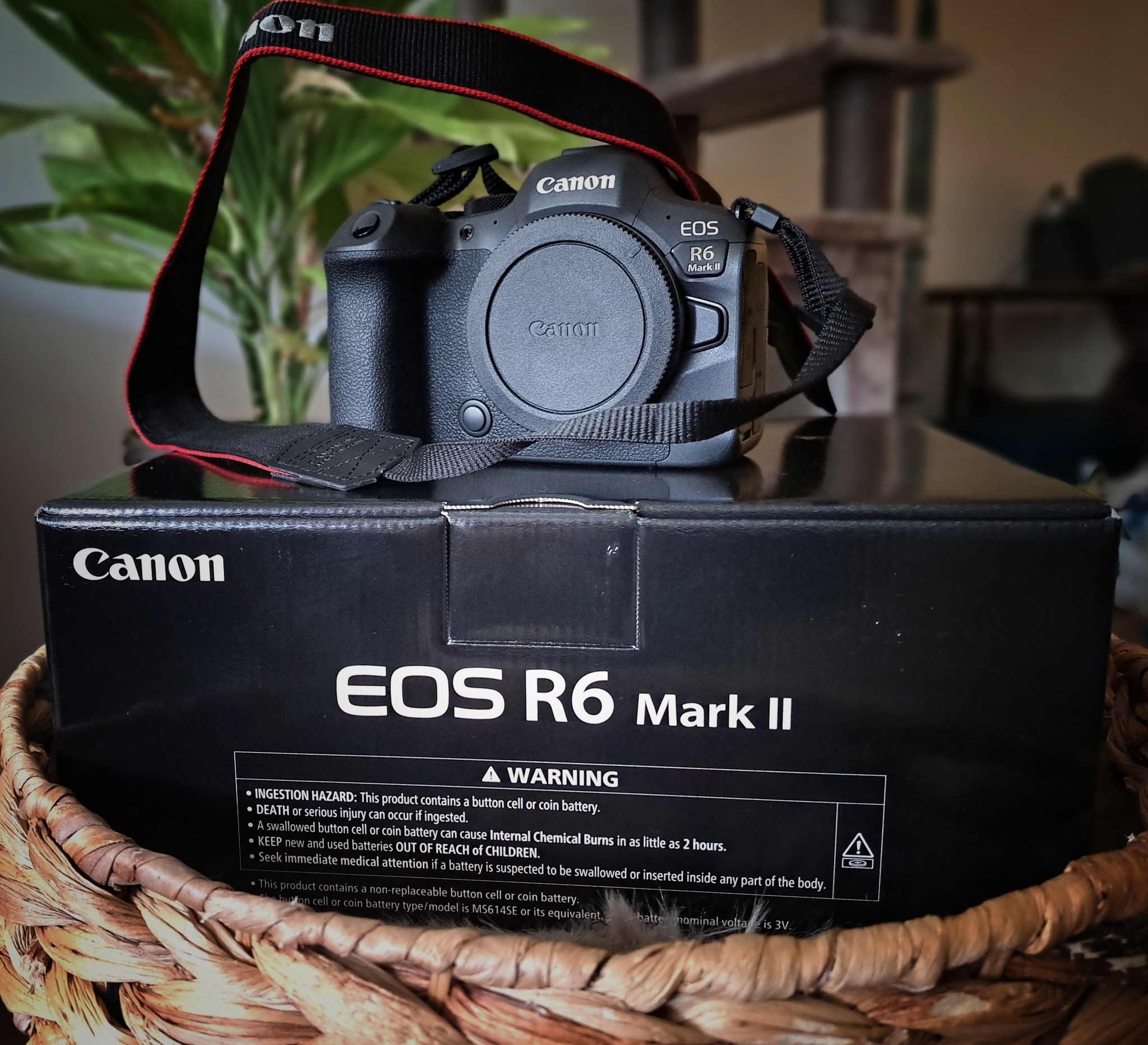 I got my new camera gear today! The Canon EOS R7 and Sigma 150 