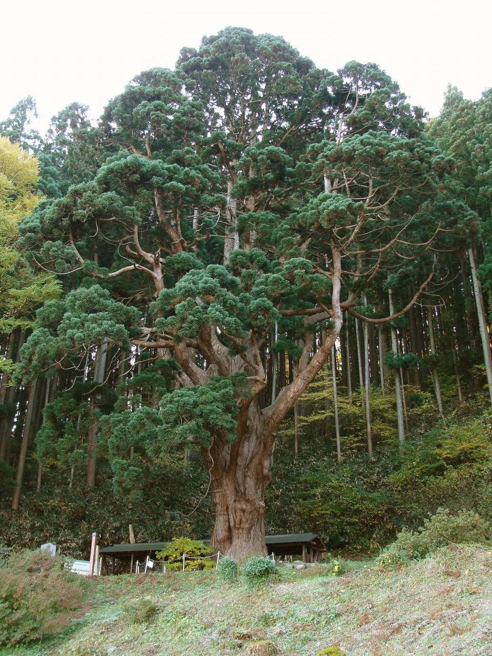 An Ancient Japanese cedar or Sugi (Cryptomeria japonica)