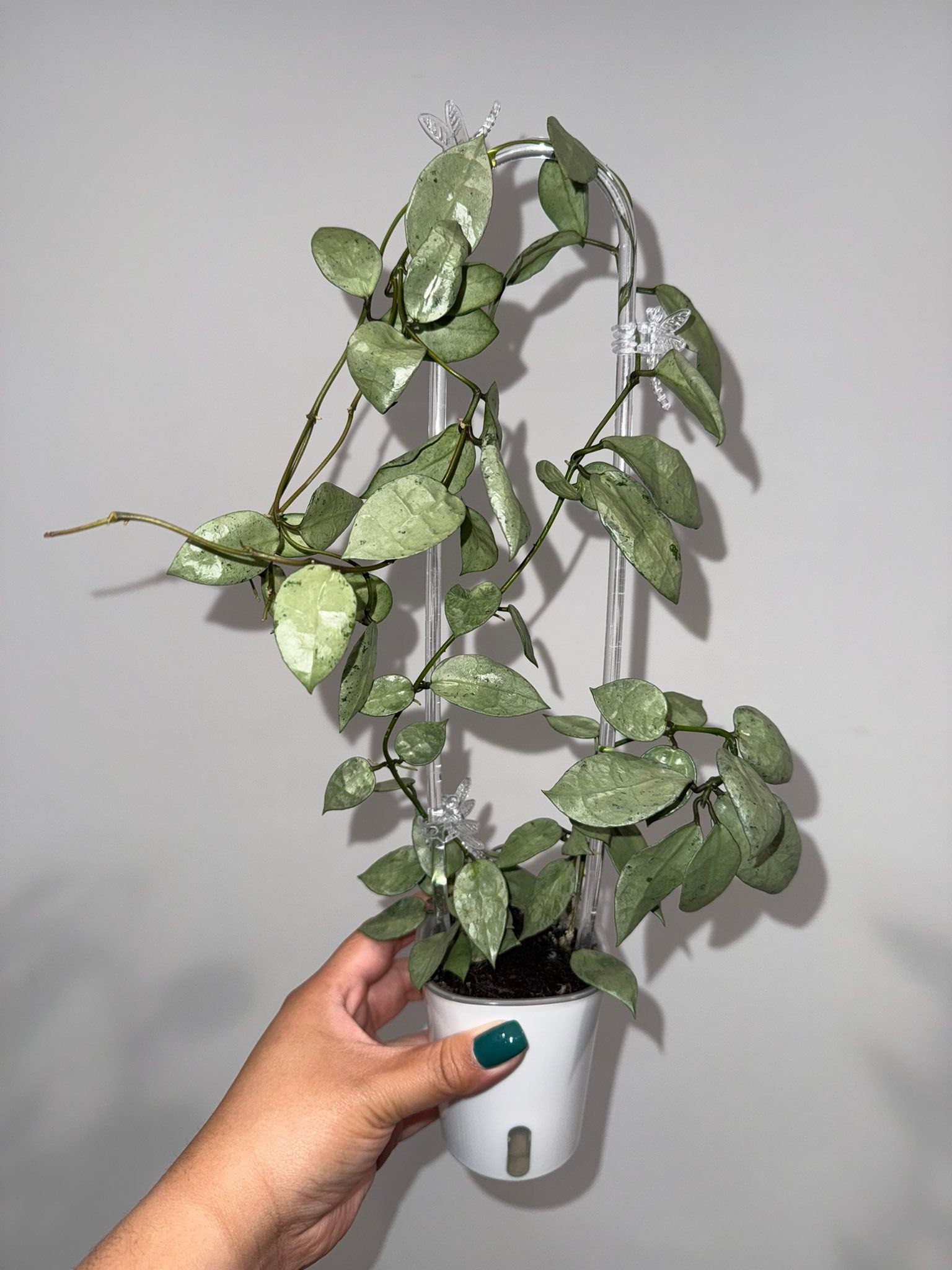 🌱 Rehab Hoya lacunosa 'Fullmoon Fendi' (FN13) 🌱