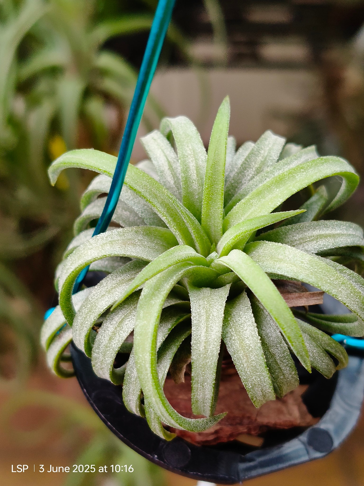 Tillandsia ionantha 'Hedgehog' The infamous ionantha that can be