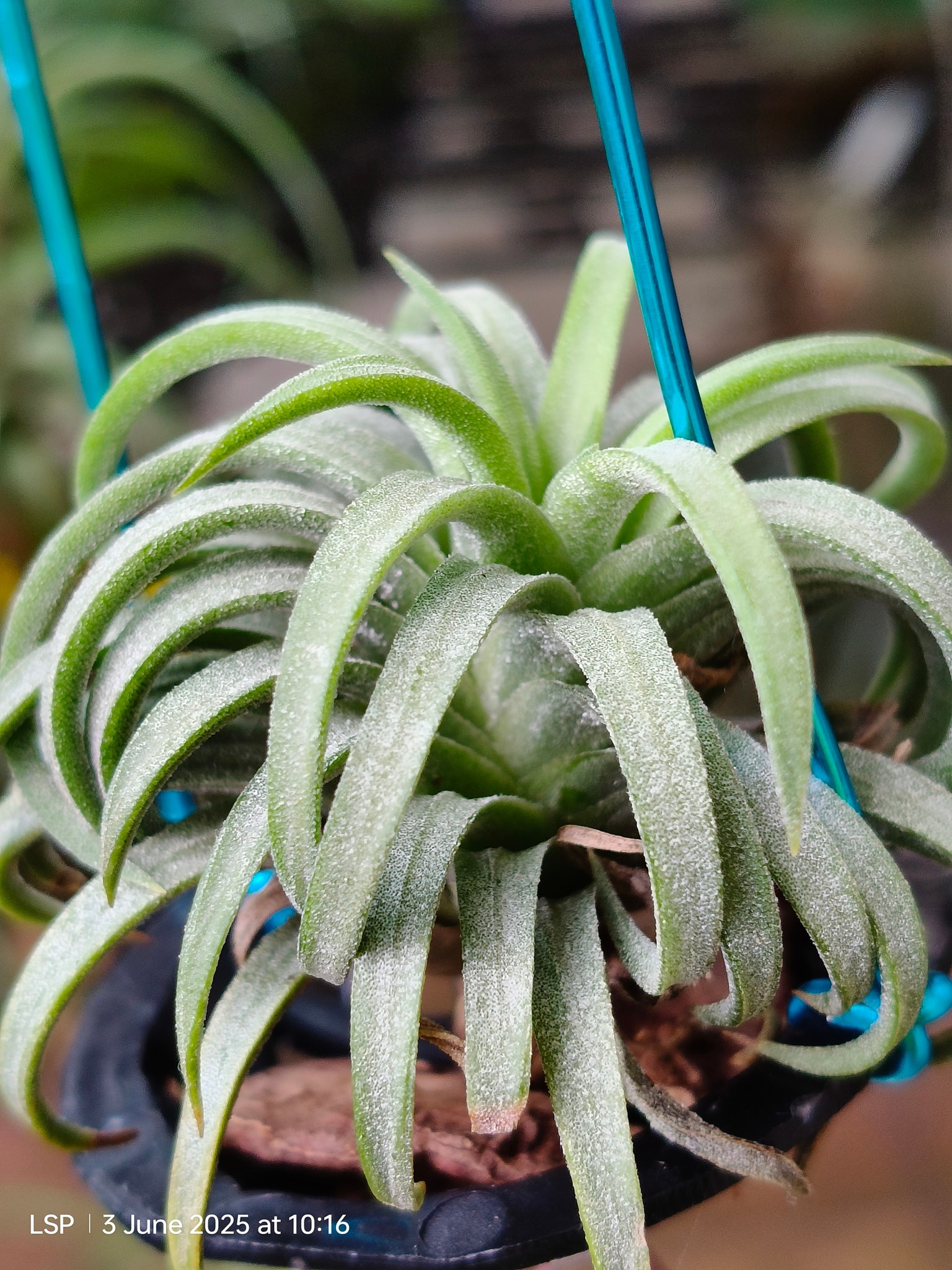 Tillandsia ionantha 'Hedgehog' The infamous ionantha that can be