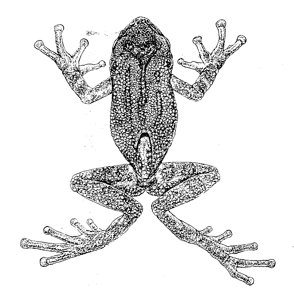 Sabías que la Rana Marsupial de la Banderita (Gastrotheca gracilis) es ...