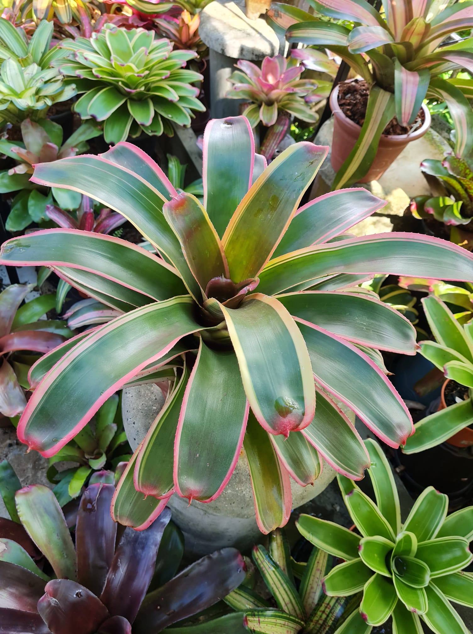 Neoregelia Car. Var. x Cruenta Albo -This brom will eventually