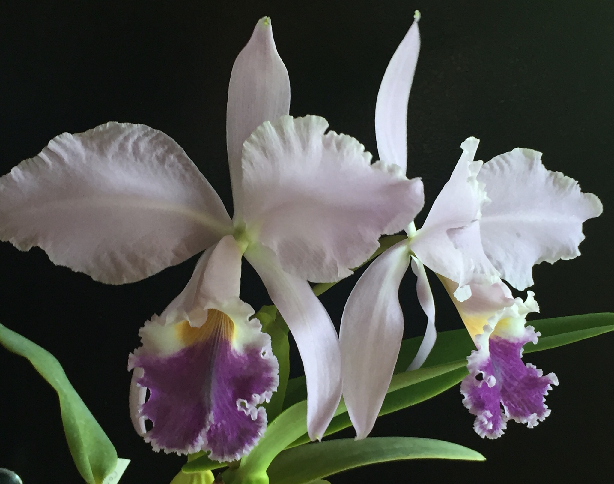 Cattleya Warneri Coerulea 'Do Suzuki' first bloom review