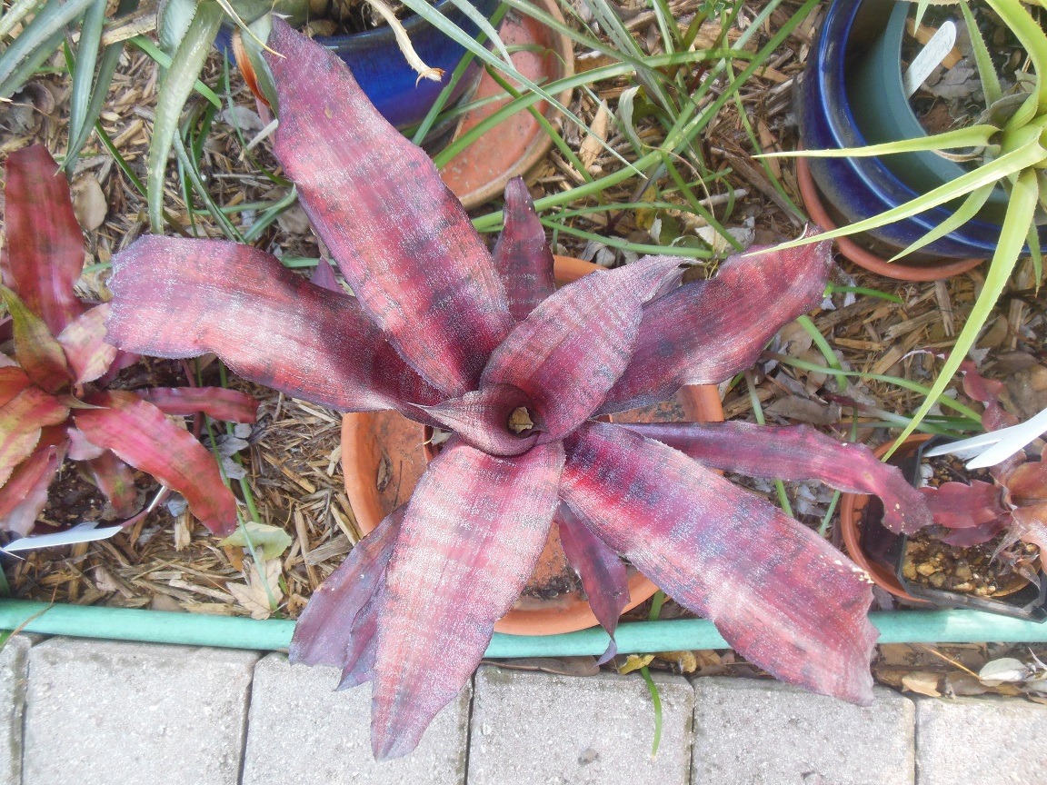 Cryptanthus 'Love Potion # 9' ready to bloom.
