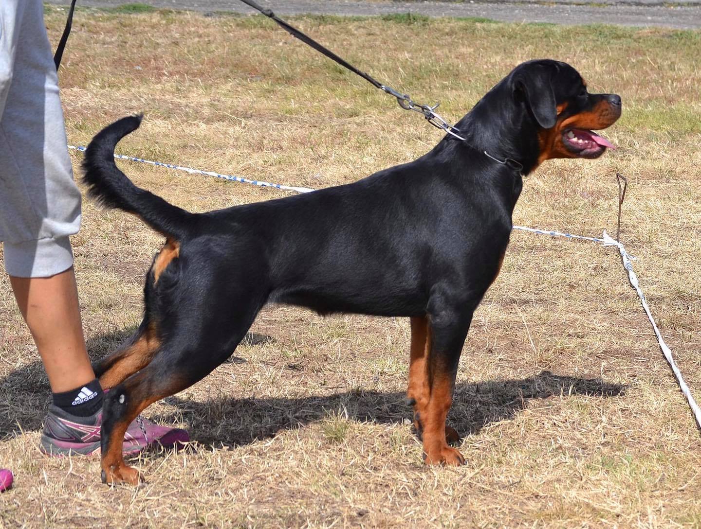 TK’S BLACK MAMBA (9m old)🤩 Sire: John... - TK'S Rottweilers | Facebook