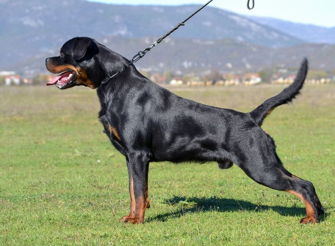 Rottweiler Lovers | New York NY