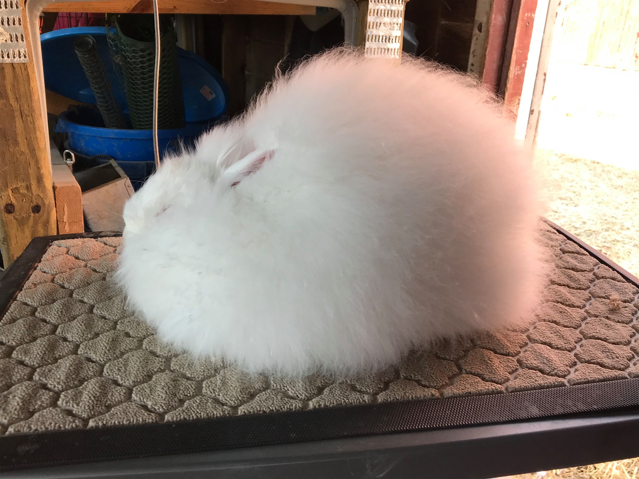 Pulaski Fluff Rabbitry - Giant Angora Rabbits in Jackson, MI