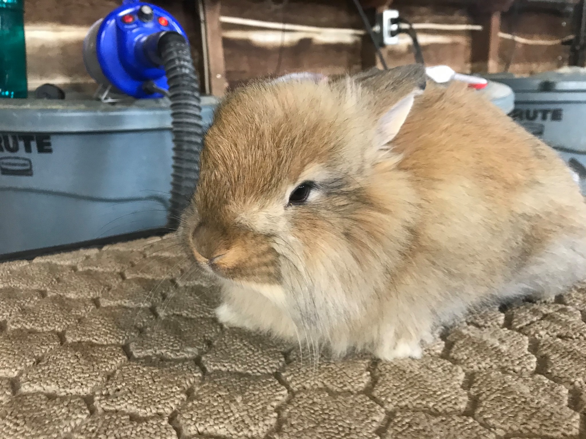 Pulaski Fluff Rabbitry - Giant Angora Rabbits in Jackson, MI