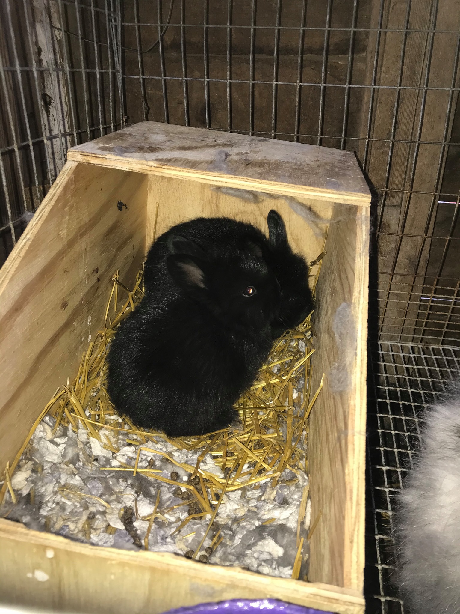 Pulaski Fluff Rabbitry - Giant Angora Rabbits in Jackson, MI