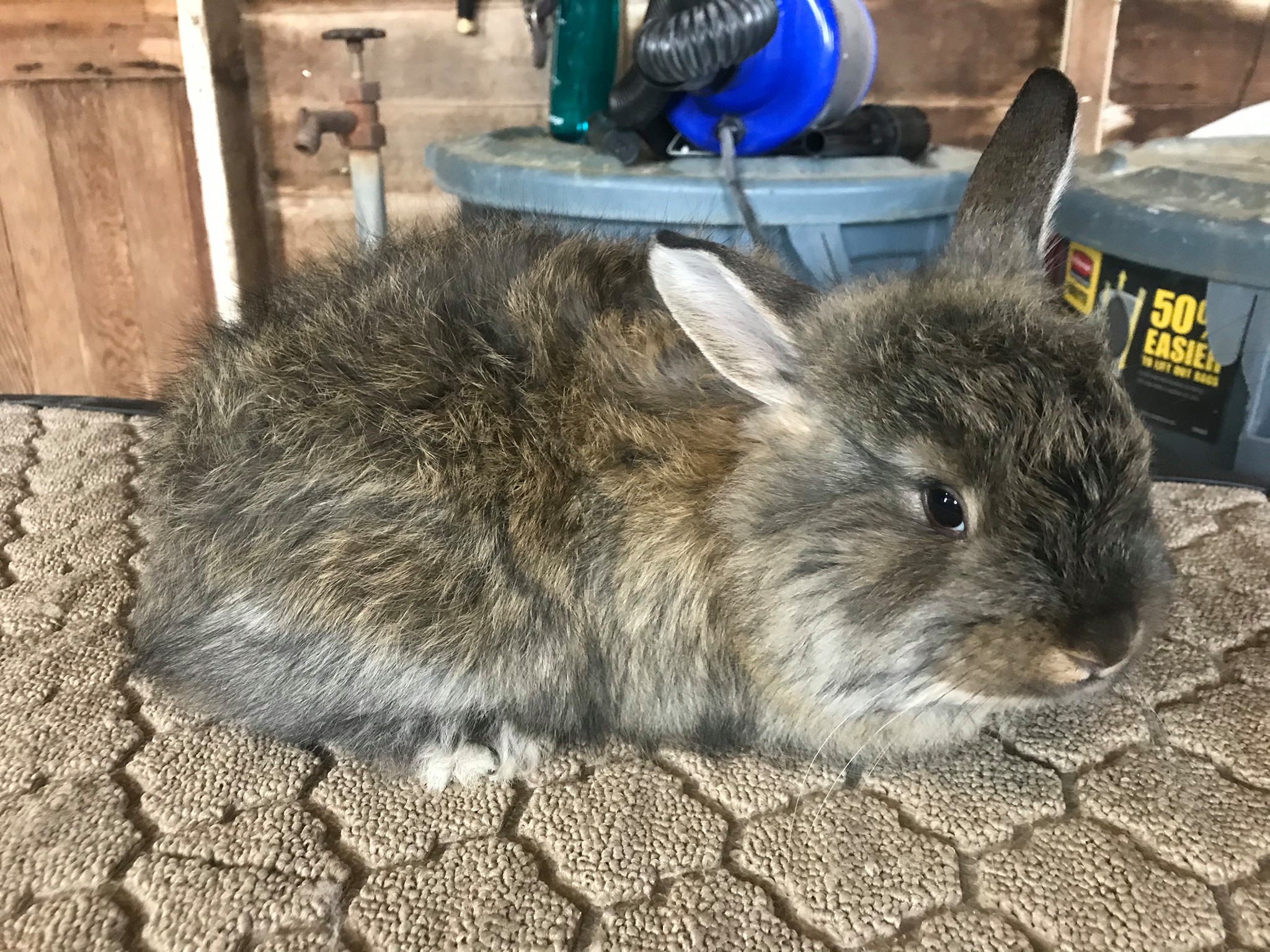 Pulaski Fluff Rabbitry - Giant Angora Rabbits in Jackson, MI