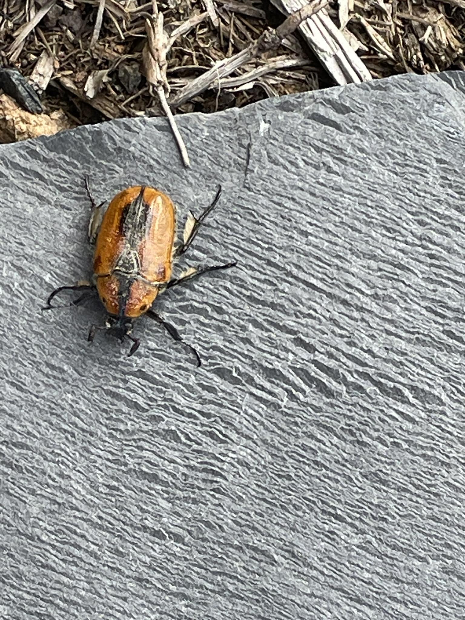 Rhytiphora nigrovirens beetle found in Victoria Australia