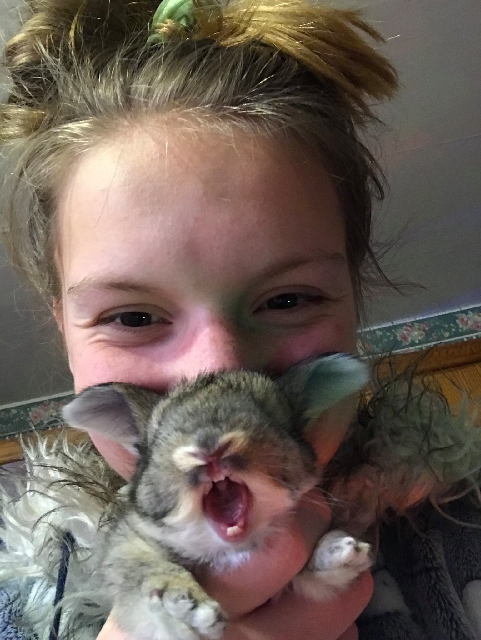 Pulaski Fluff Rabbitry - Giant Angora Rabbits in Jackson, MI
