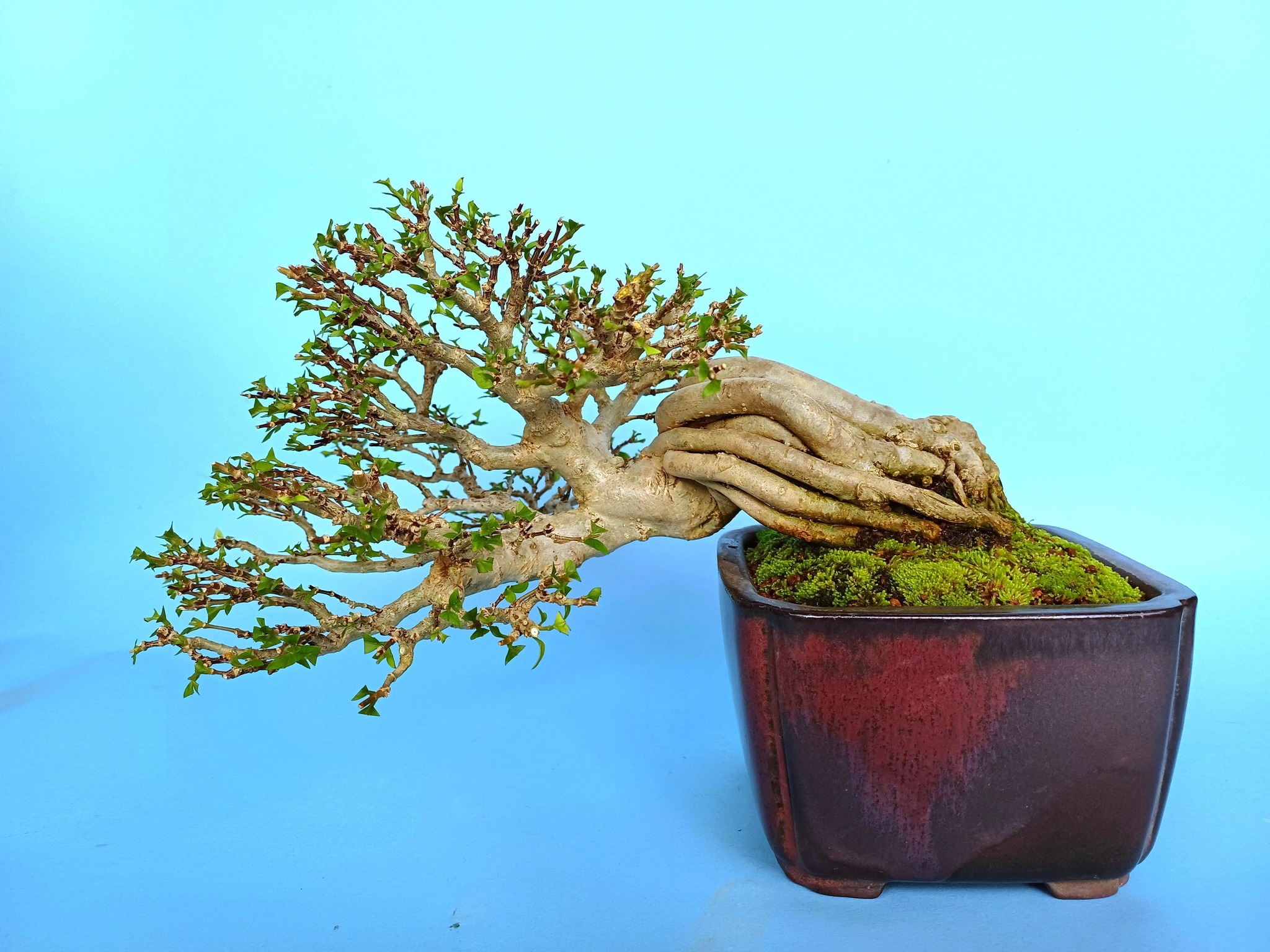 小葉香水梅半懸崖樹型小品盆栽飄長：27cm 小葉香水梅：花後剃葉、選枝 