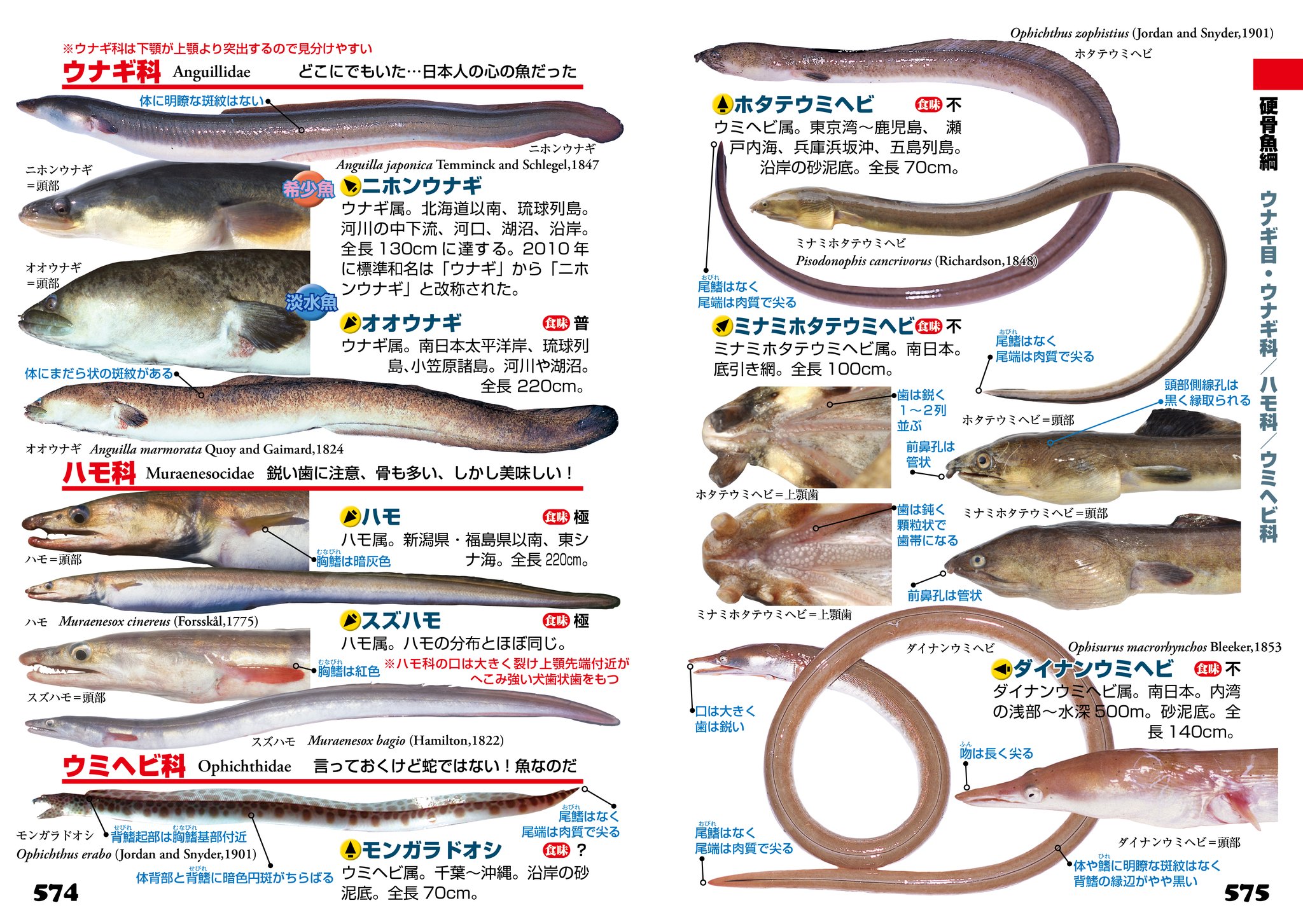 英人 - 『写真探索・釣魚1400種図鑑』574－575ページ。ウナギ科、ハモ 