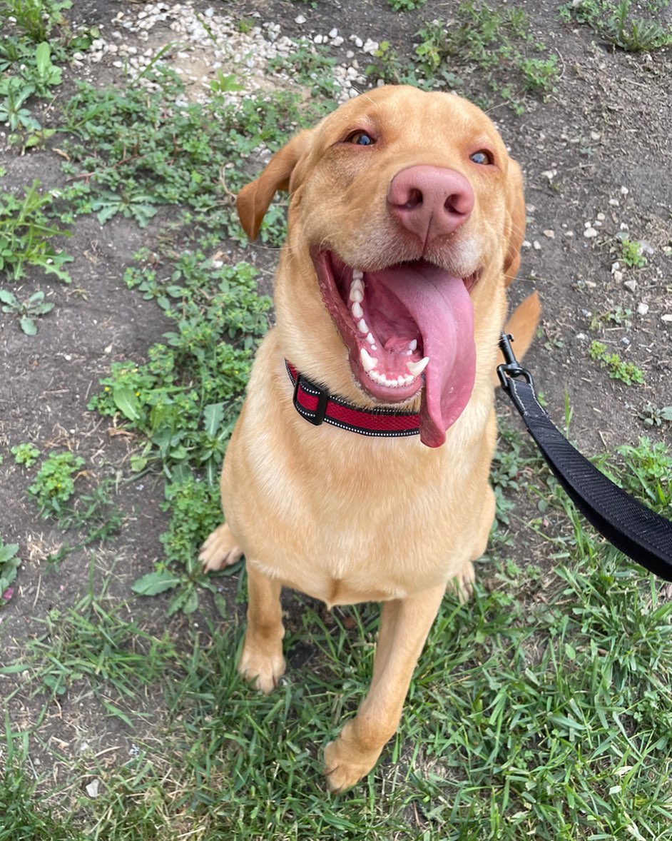Meet Duke!! The first lab to... - Paws in the Prairies Co. | Facebook