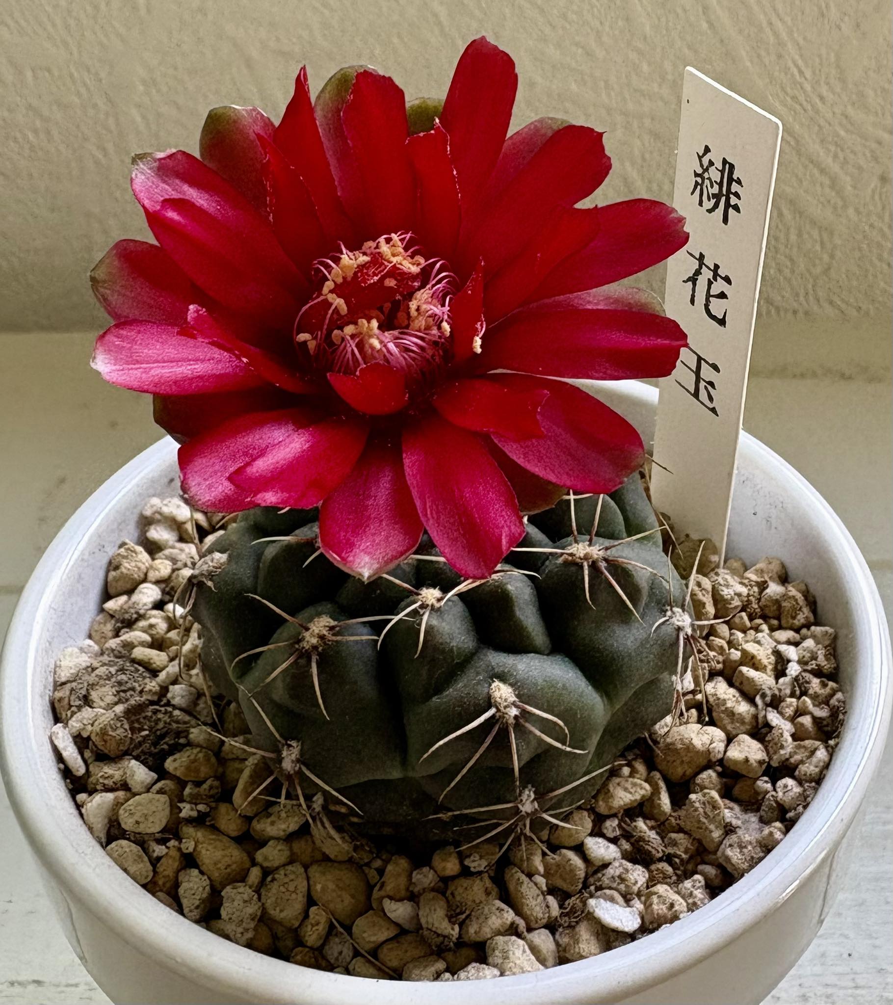 緋 花 玉 多肉植物 花サボテン マルチカラー緋花玉 実生 ポットのごと