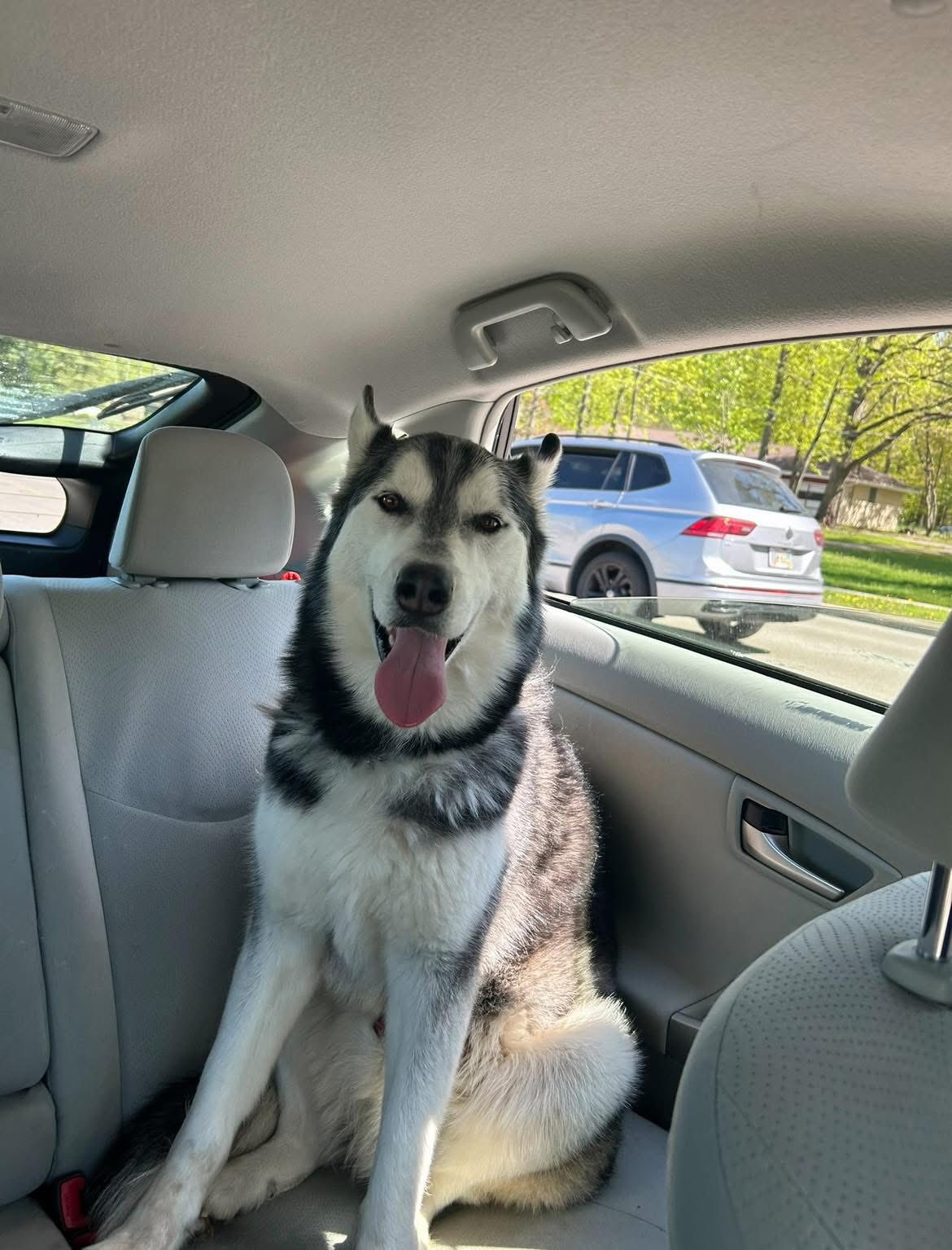 🐾🐾 SHARING…LOST HUSKY, North Royalton, Ohio near York and Julia