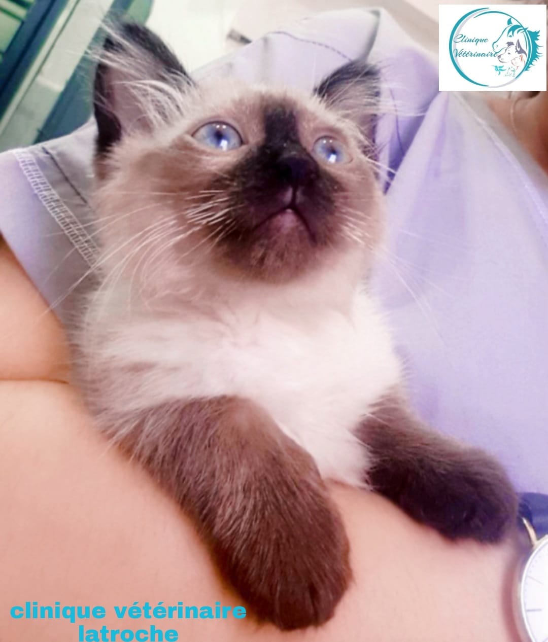 Clinique - |Mika| ravi pour son vaccin 💉👩‍⚕️😍🐈 📍 08,Rue atteli habib ...