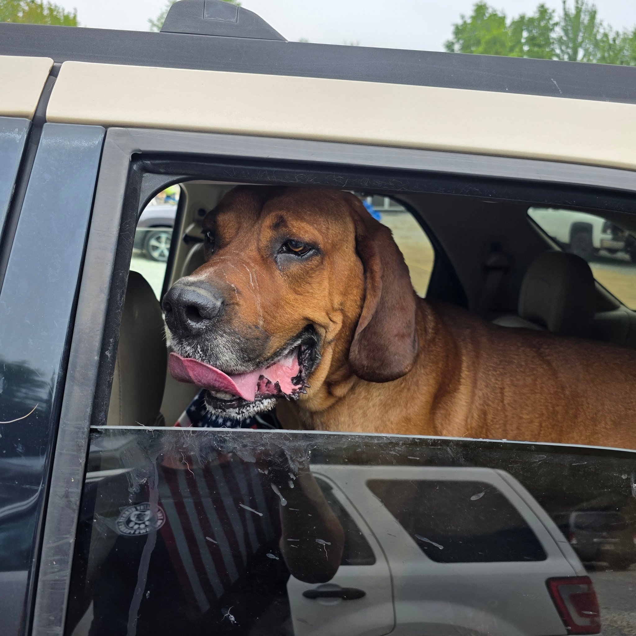 Jason - COUNTY IN CRISIS WITH ANOTHER DOG BEING INTAKED!!! ALL INDOOR ...