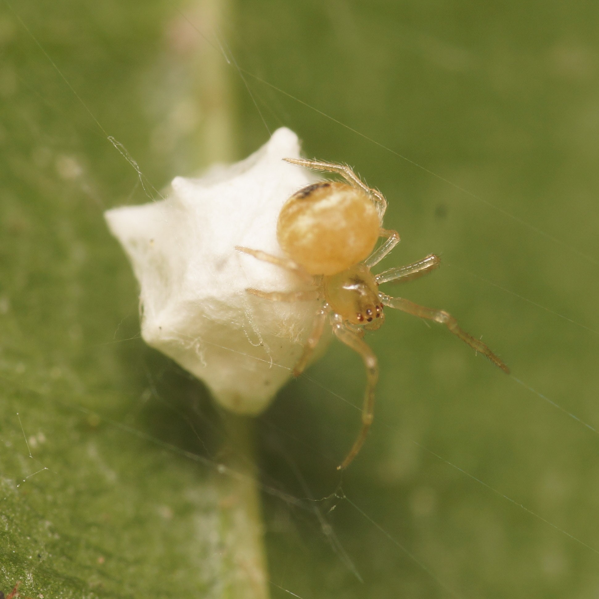 Sputnik spider: a British species.