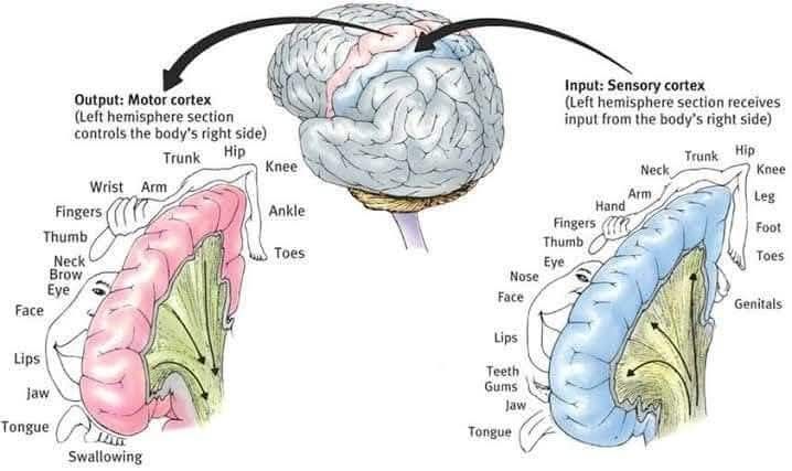 CEO Brain Training