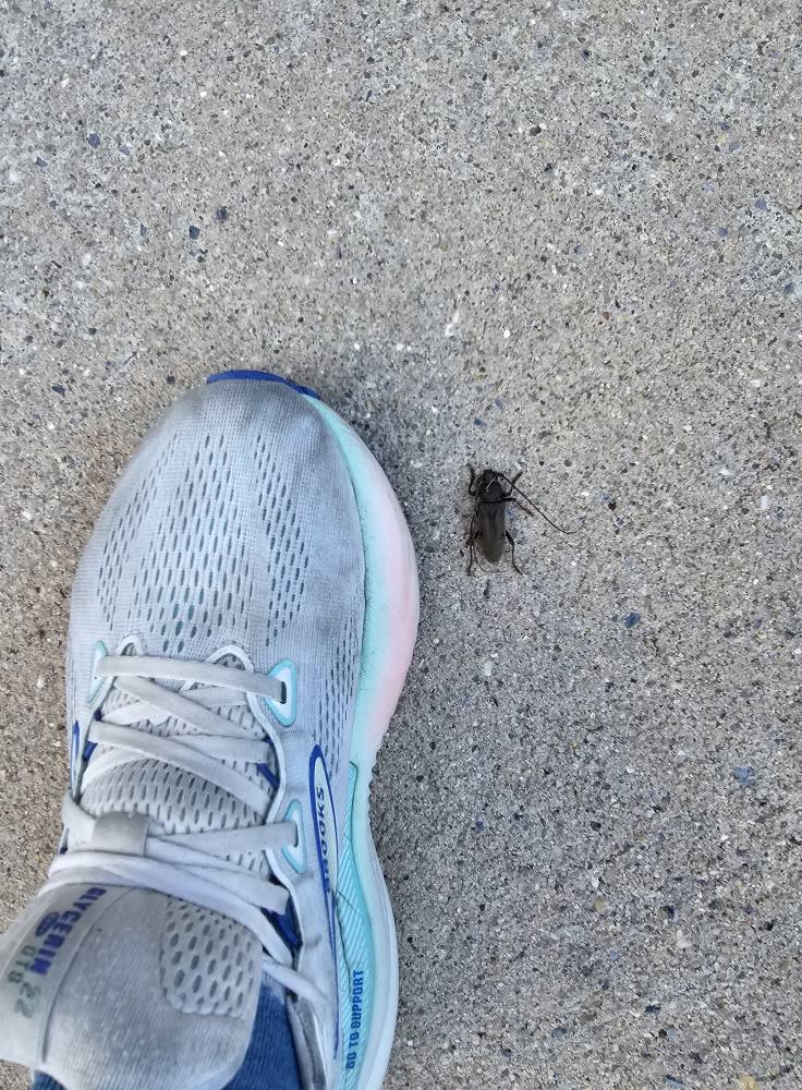 Squishing Bugs Shoes
