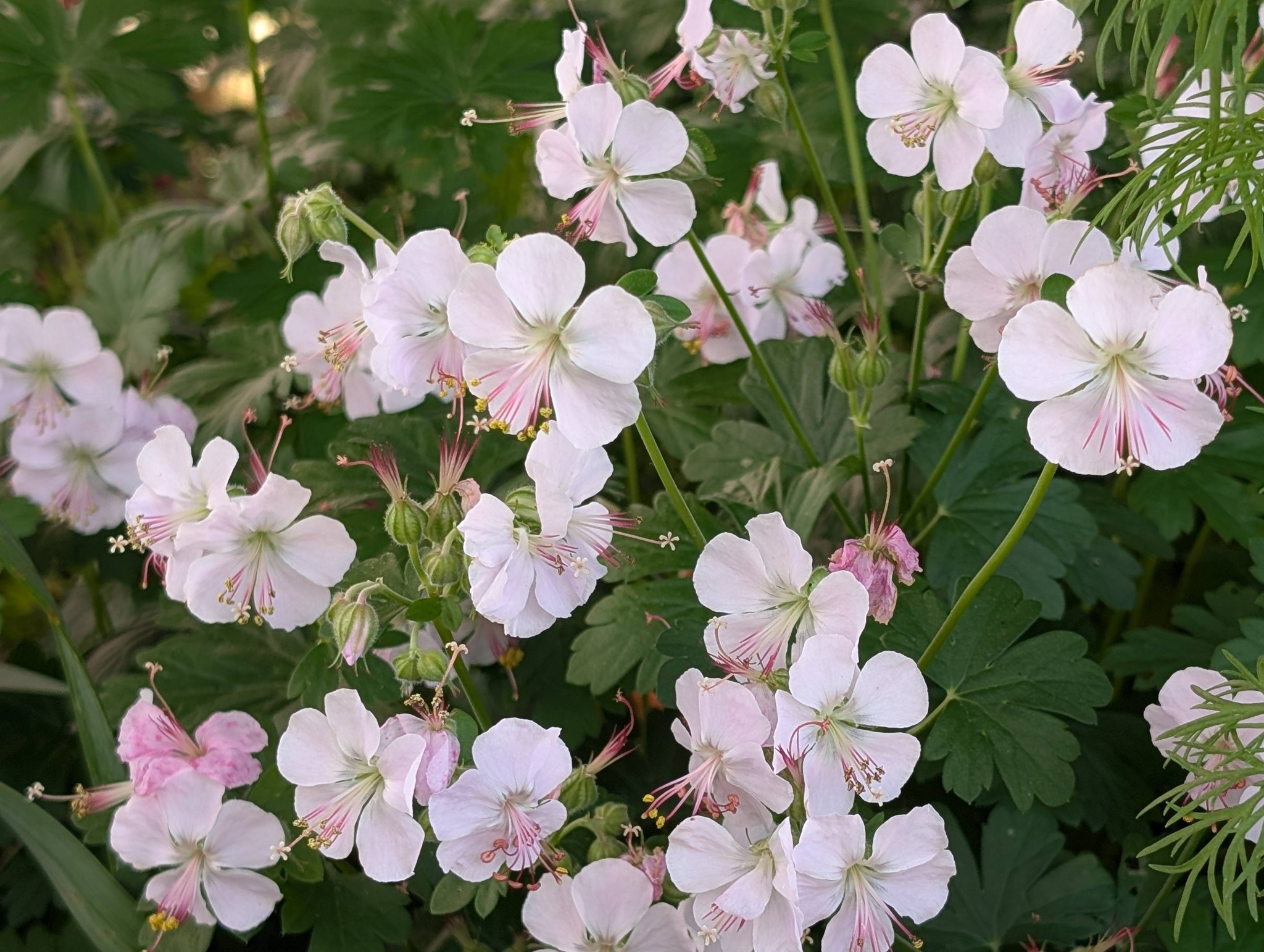 我が家で咲くピンクの花たち