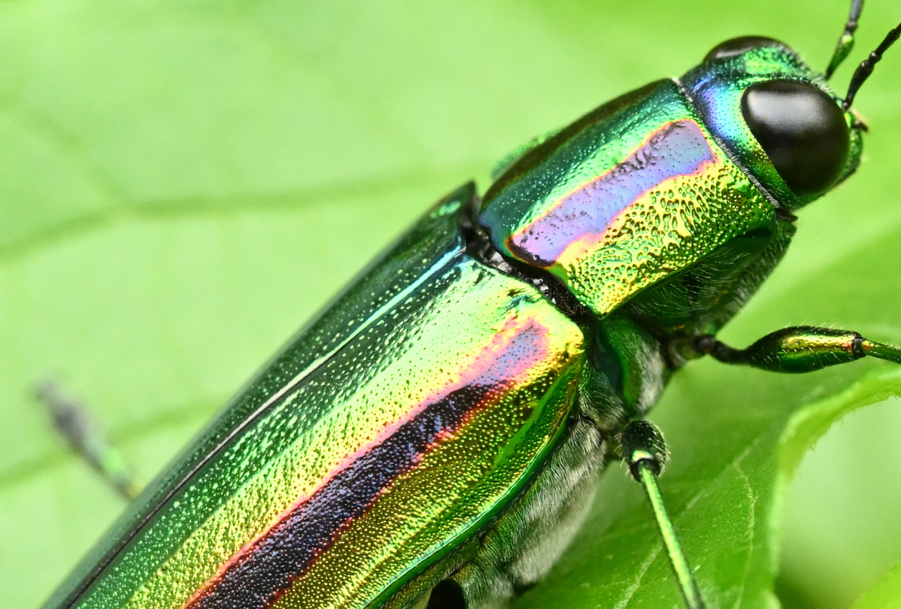 Chrysochroa fulgidissima beetle from Japan