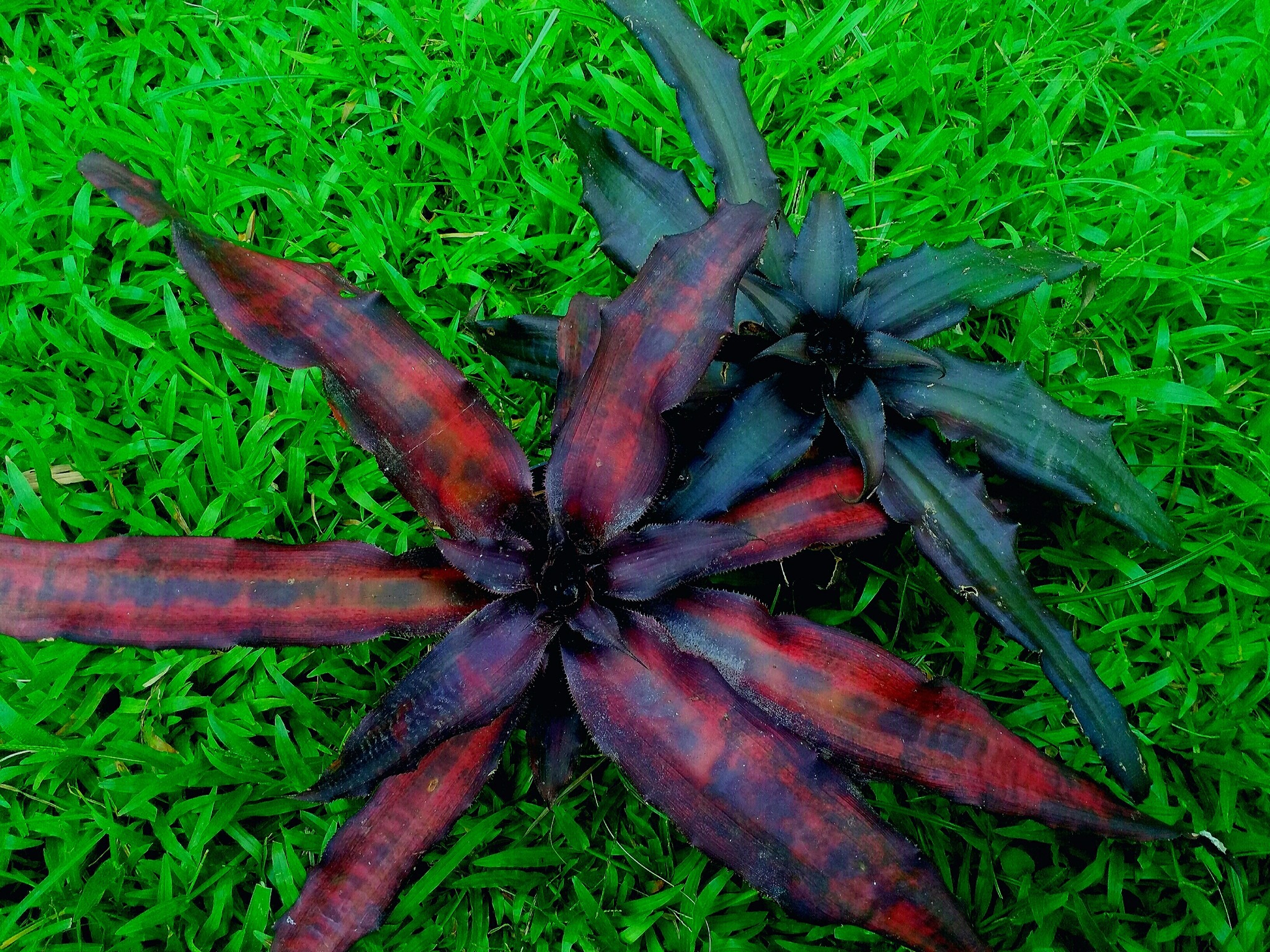 Cryptanthus 'Love Potion #9' クリプタンサス Cryptanthus 'Love Potion # 9' ready to bloom.