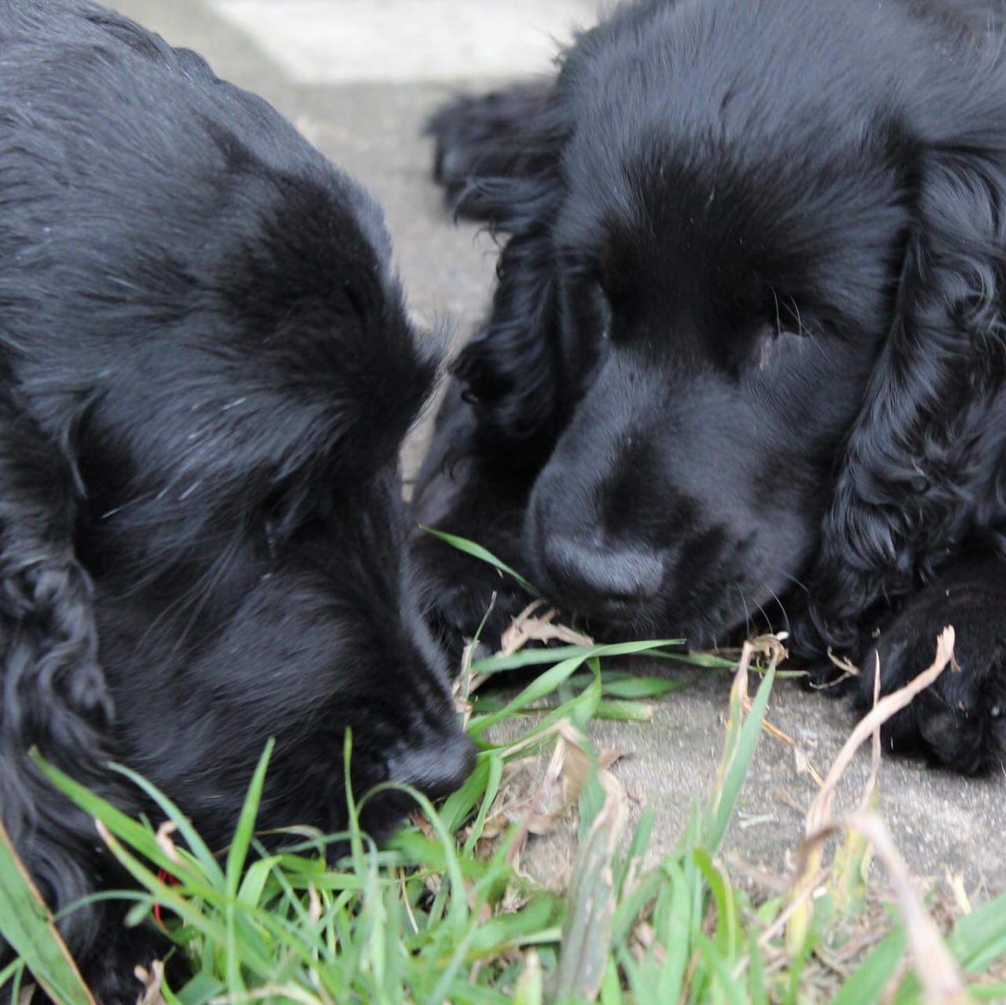 It was a weekend for... - Cocker Spaniel Rescue QLD inc | Facebook
